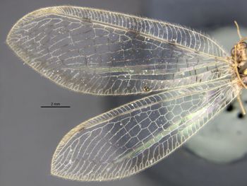 Media type: image;   Entomology 20202 Aspect: wing